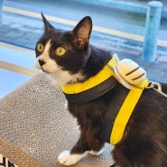 고양이 하네스 훈련 귀여운 꿀벌인형 등에 달고