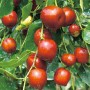 대추나무 키우기,대추나무 재배법,대추의 효능 및 부작용