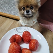 강아지 딸기 먹어도 되는 과일 급여량 확인하고 급여해주세요.