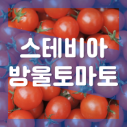 스테비아 방울토마토 칼로리 영양성분 다이어트 : 효능 부작용