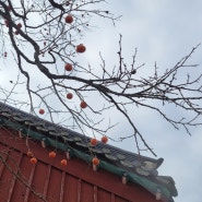 감나무가 있는 겨울풍경 고창 선운사 감나무 감성사진