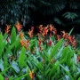 관상용으로 키우는 열대식물, 헬리코니아 시타코룸 (Heliconia psittacorum)