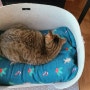 고양이 침대 만들어주기