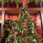 [현대백화점 무역센터점] 해리의 꿈의 상점 ㅣ 크리스마스 트리 ㅣ 웨이팅 ㅣ 꿀팁 ㅣ 후기