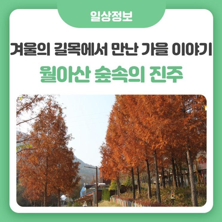 겨울의 길목에서 '월아산 숲속의 진주' 가을 이야기