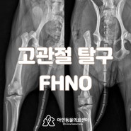 송도동물병원 고관절 탈구 FHNO 대퇴골두 절단술