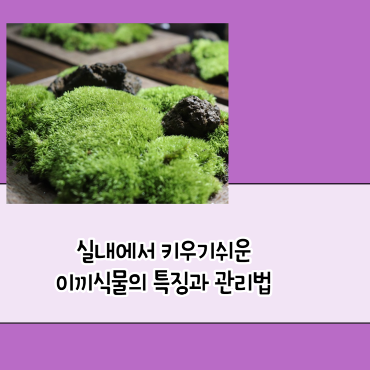 실내에서 키우기 쉬운 이끼식물의 특징과 관리법 : 네이버 블로그