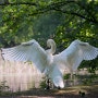 흰 새의 영적인 의미 꿈해석