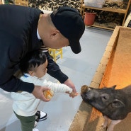 쥬니버스 실내동물원 강북구키즈카페 먹이주기체험 26개월아기랑뚜벅이