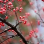 천연 비아그라로 불리는 국내산 쏘팔메토 '산수유', 산수유즙 고르는 법.