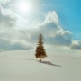 [필름사진] 홋카이도 비에이 크리스마스트리 & 마일드 세븐 언덕 / 씨네스틸 400D / 캐논 EOS 3