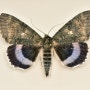 푸른띠뒷날개나방(Catocala fraxini)