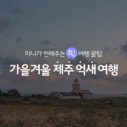 더 추워지기 전에 얼른 다녀오자 | 가을겨울에 떠나는 제주 억새 여행!