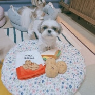 강아지 노즈워크 장난감 펫베오 호두과자&샌드위치 바스락장난감