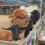 강화도 동물원 : 당일치기 여행 먹이체험 가능한 프렌쥬랜드
