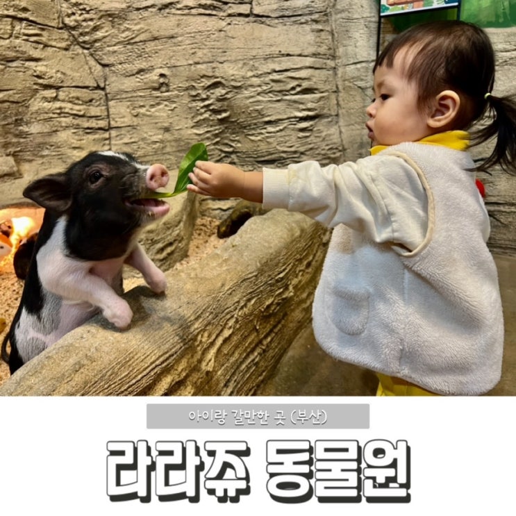 [아기랑갈만한곳] 부산 - 라라쥬 동물원 (실내동물원 / 동물체험)