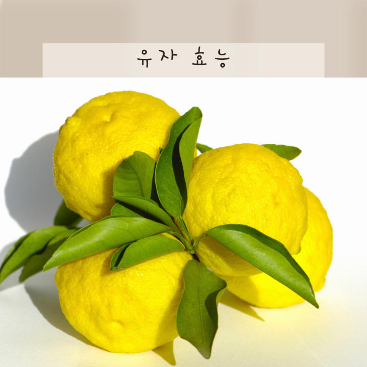 유자 효능 유자차의효능 알고 먹어볼까 : 네이버 블로그