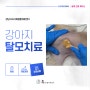 24시 휴동물의료센터 - 강아지 탈모치료, 마이크로니들링 (Microneedle Therapy System, alopecia X)