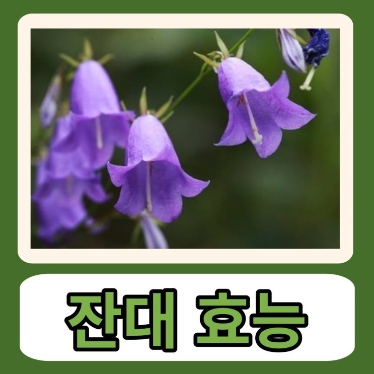 잔대 뿌리 효능 사삼 부작용 : 네이버 블로그
