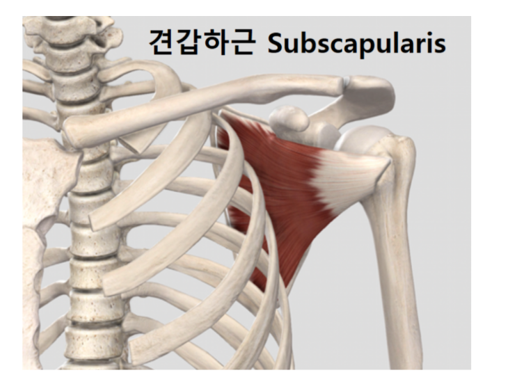 견갑하근/어깨밑근 (feat. 오십견의 핵심근육!) : 네이버 블로그
