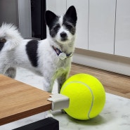 공또 강아지에게 최고의 선물인 포더문 대형 테니스공