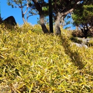 노란줄무늬사사는 경사지,큰나무 아래 조경 연출이 가능한 사철푸른 상록성 수종입니다.