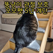 비만 고양이 관절보호를 위한오모펫 고양이 5단 계단 구매 후기.
