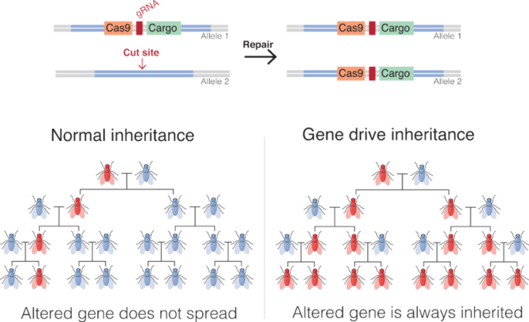 Homing Endonuclease_Gene Drive : 네이버 블로그