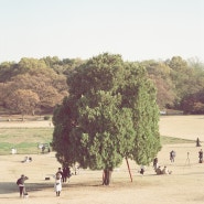 오래된 필름으로 찍은 올림픽 공원