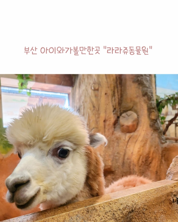 부산 아이와 가볼만한 곳 실내 동물원 / 명지 라라쥬 동물원