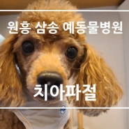 [원흥 삼송 창릉 서오릉 화전 향동 흥도동 용두동 도래울 도내동 예동물병원] 강아지 치아파절