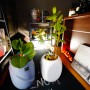 [대전신세계Art&Science]호우섬+매드포갈릭+서리재(LA갈비솥밥세트)+다음엔 팀호완,[선물]식물