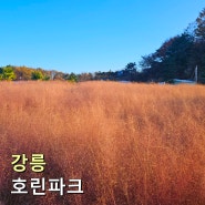 강릉 여행지 핑크뮬리 명소 호린파크 캠핑장 카페 입장료