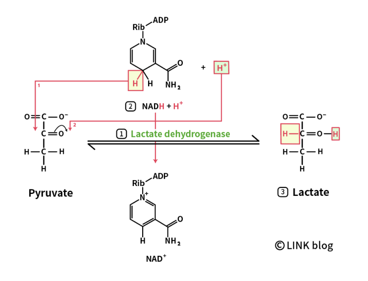 젖산(Lactic acid) vs 젖산염(Lactate), 정말 피로물질이 맞는가? : 네이버 블로그