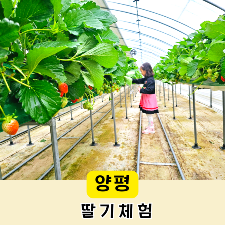 양평 딸기농장 써니베리팜 아이랑 체험