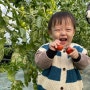 서울근교 경기도 용인 처인구 모현 토마토 농장체험 겨울 아기랑 갈만한 곳 농담농장