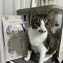 고양이 사료 추천, 유한양행 레시피V 코리안숏헤어 전용 사료