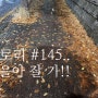 스토리 #145.. 가을아 잘 가..(23년 11월)