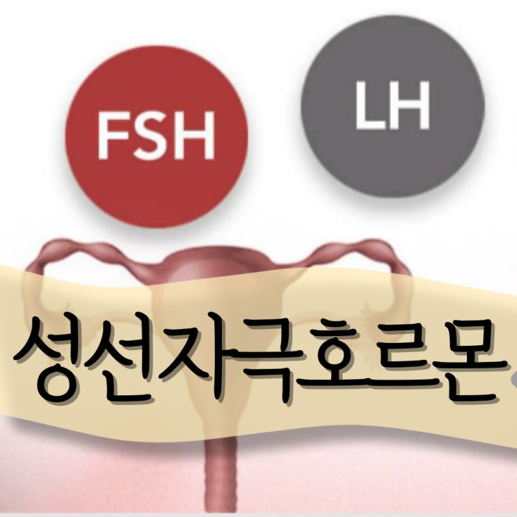 성선자극호르몬 : FSH수치(난포자극호르몬) 정상수치 검사 : 네이버 블로그