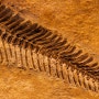 식물로 알려졌던 화석, 진짜 정체는 거북이었다
