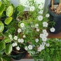 사랑초 꽃(바람개비,보라사랑초,팜팜,카노사)