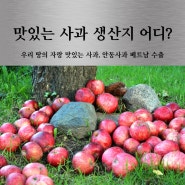 우리 땅의 자랑 맛있는 사과 생산지 어디? 안동 청송 문경 영주 거창 충주특산물