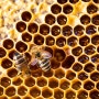 벌집은 왜 육각형인가요? 벌집에 담긴 과학 이야기