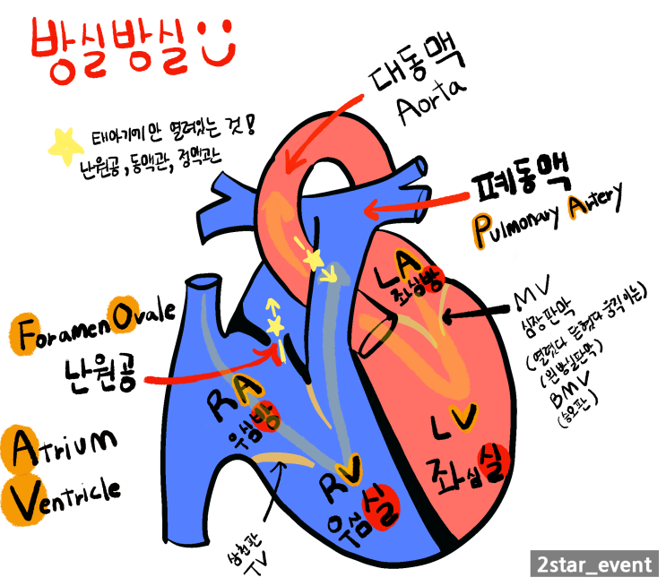 태아 심장 기형 용어 정리 : 네이버 블로그