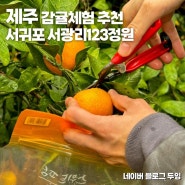 제주 감귤체험 서광리123정원 서귀포 귤따기 포토존, 동백꽃까지