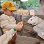 청주 아이와 가볼만한곳 쥬니멀동물원 18개월 아기 체험