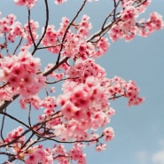 후쿠오카 벚꽃 여행 (오호리 공원, 니시공원)