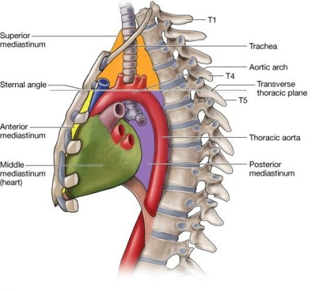 2. 호흡기계(Respiratory system) : 네이버 블로그