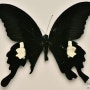 무늬박이제비나비(Papilio helenus)