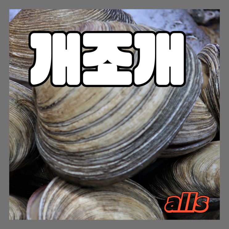개조개 손질법과 개조개 미역국(대합, 유곽, 볶음만드는법, 쌈밥) : 네이버 블로그